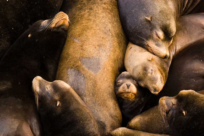 California Sealions